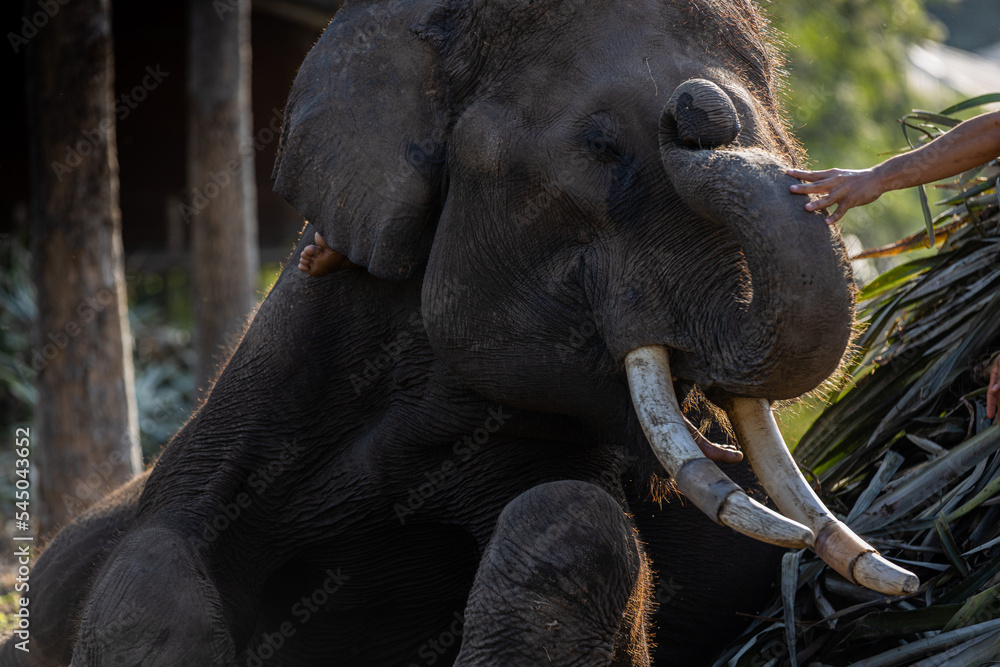 Obraz premium An elephant resting with eyes closed.