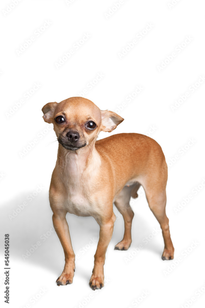 Chihuahua Chihuahua