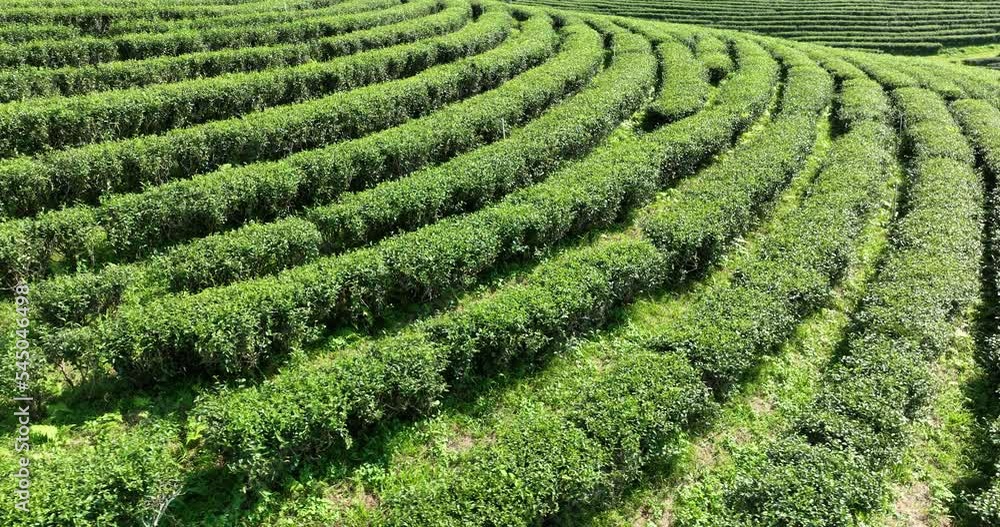 green tea plantation terrace camera moving from drone, footage 4k video green tea plantation terrace camera moving from drone, footage 4k video