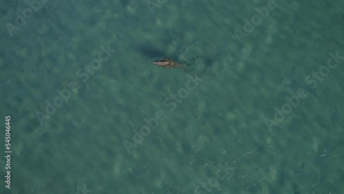 Aerial View Of Dugong Swimming In Turquoise Ocean Of Great Keppel Island In Queensland, Australia - drone shot photo