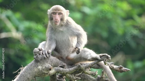 Formosan macaque, Formosan rock monkey also named Taiwanese macaque in the wild. photo