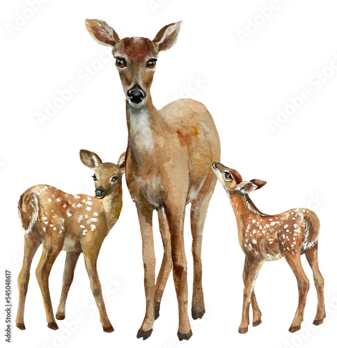 Photo Deer family ,deer and fawn