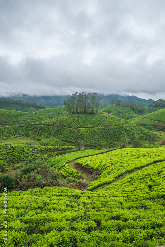 Tea plantation in Munnar, Kerala, India. Tea plantation in Munnar, Kerala, India.