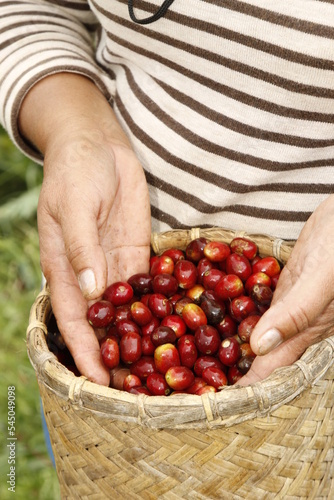 Freshly-picked coffee berry from coffee plants