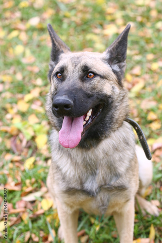 German shepherd dog full body photo on green grass background