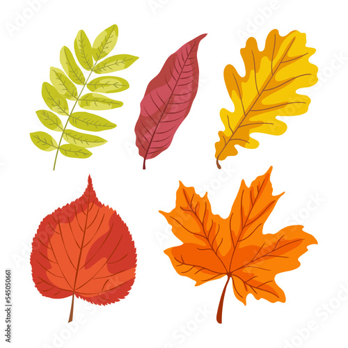 Autumn leaves set. Vector illustrations of brown, yellow, orange and green foliage from fall forest. Cartoon dry leaf of maple, oak, elm or birch, rowan tree isolated on white. Nature, season concept © SurfupVector