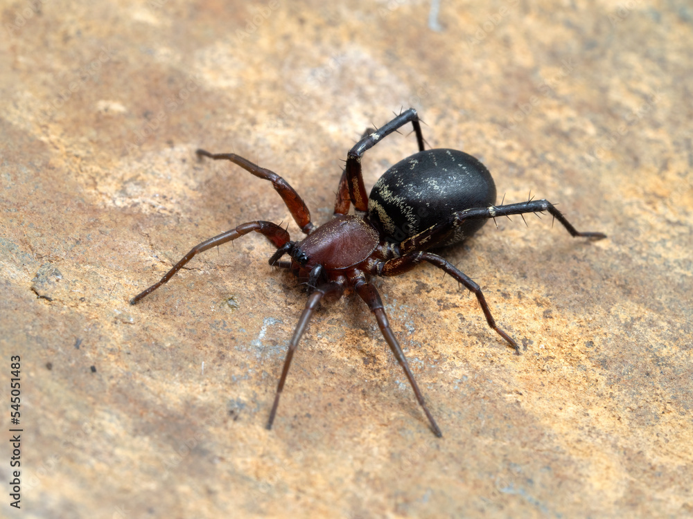 PA9031741 female long-palped ant-mimic sac spider, Castianeira longipalpas, on rock cECP 2022 PA9031741 female long-palped ant-mimic sac spider, Castianeira longipalpas, on rock cECP 2022