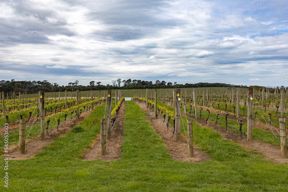 Fototapeta premium Vineyard in Melbourne, Australia