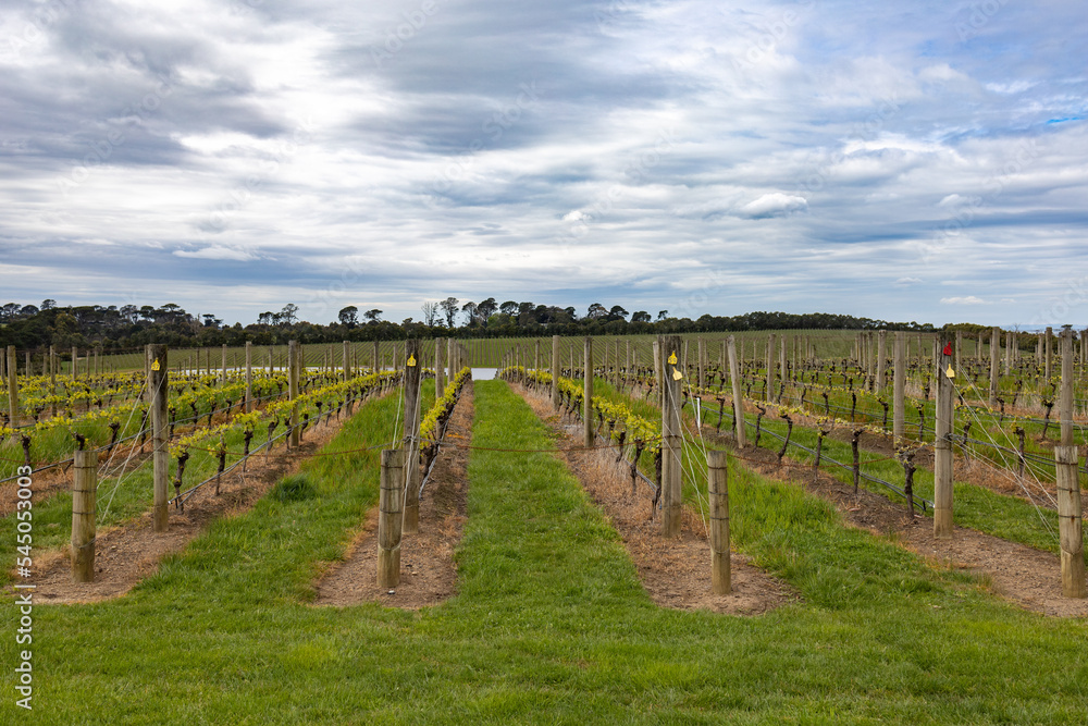 Vineyard in Melbourne, Australia