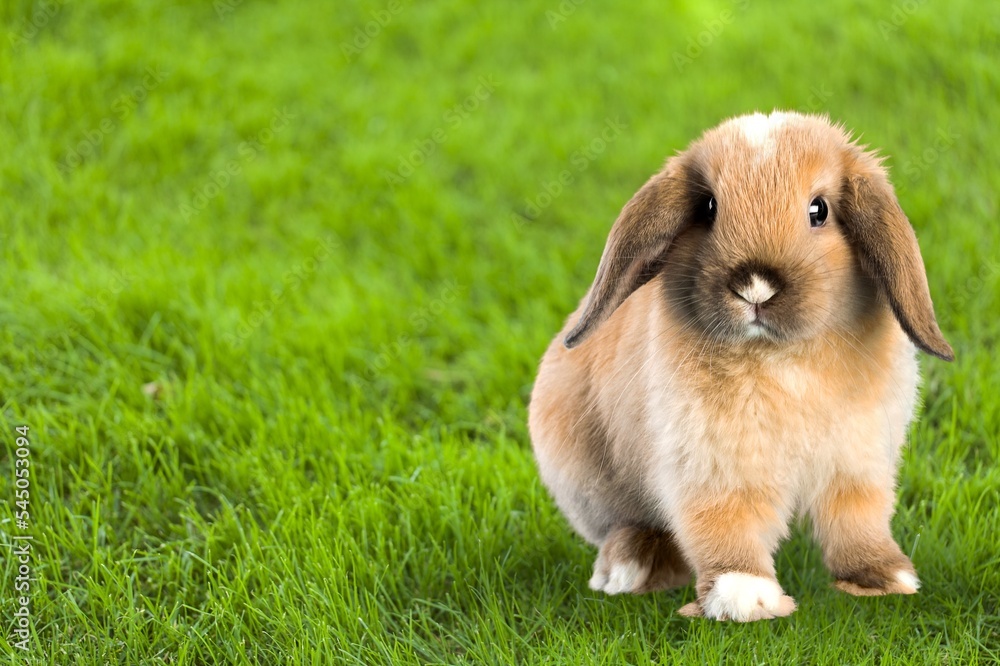 Little wild rabbit or bunny on the green grass. Little wild rabbit or bunny on the green grass.