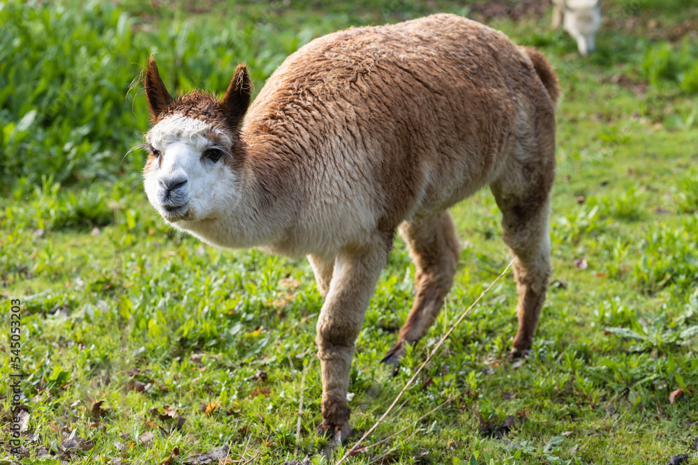 A llama walking on the grass toward the camera in Melbourne, Australia A llama walking on the grass toward the camera in Melbourne, Australia