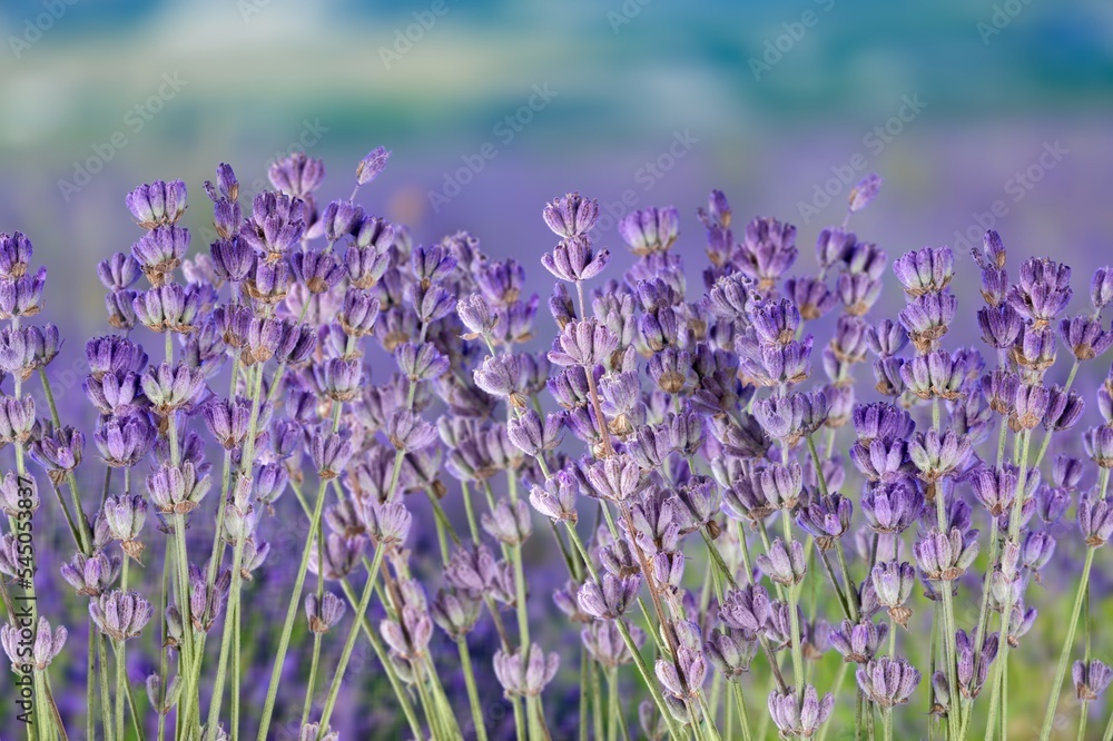 Obraz premium Fresh aroma Lavender herb flowers