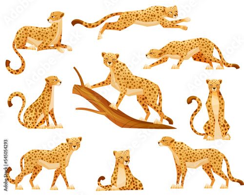 Cheetah as African Large Cat with Long Tail and Black Spots on Coat Vector Set