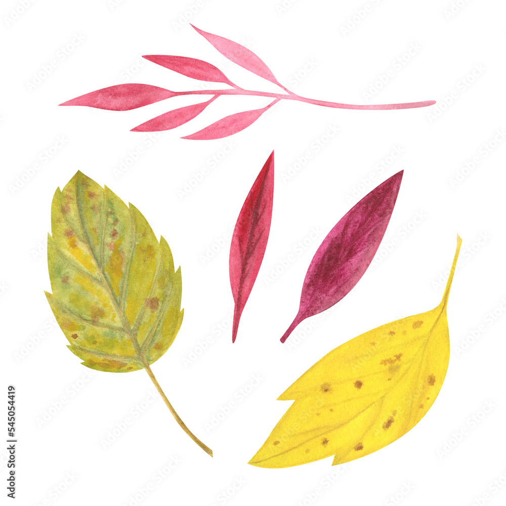 Obraz premium Autumn yellow and red leaves watercolor isolated on white. Thanksgiving and halloween illustration. Art for design