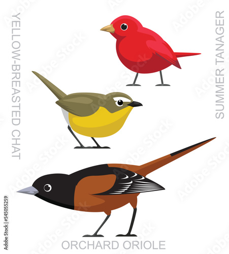 Cute Bird Orchard Oriole Chat Tanager Set Cartoon Vector