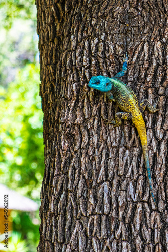 Bloukop Koggelmander (Agama) photo