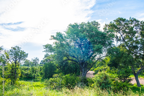 Trees in African bushveld photo