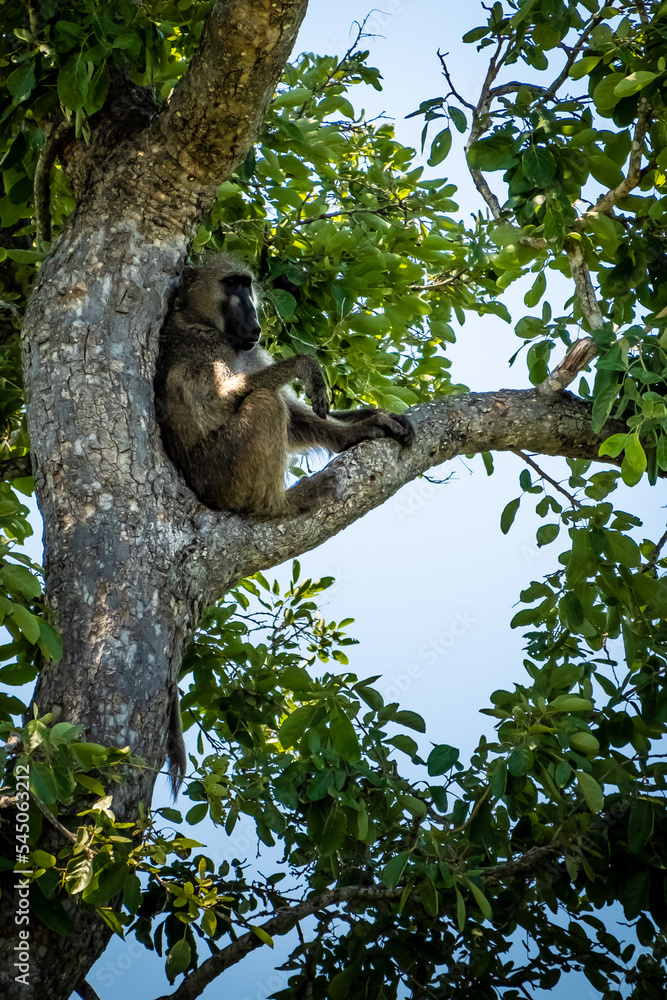 Obraz premium Baboon sitting in a tree