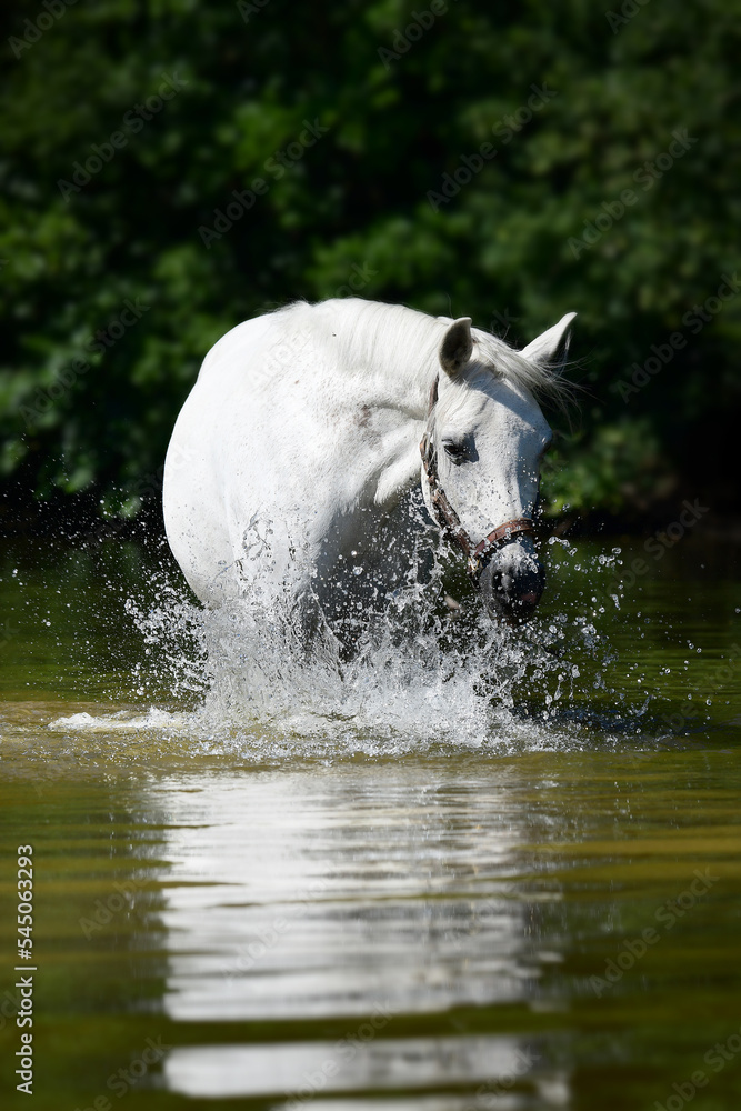 Fototapeta premium horse shooting in the water