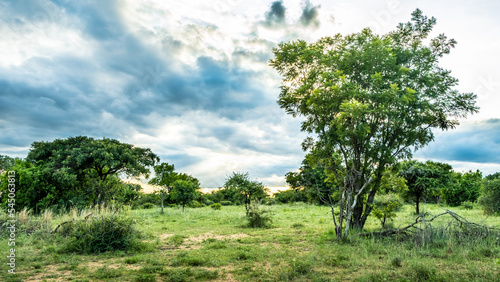 African bushveld photo