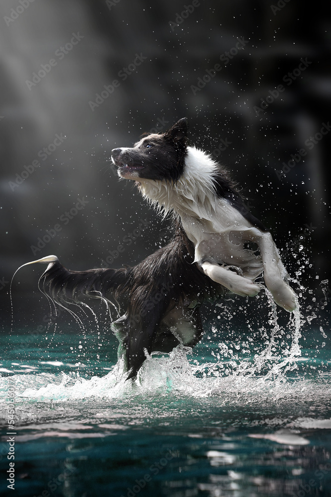 Obraz premium border collie shooting in the water