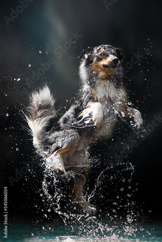 border collie in the water