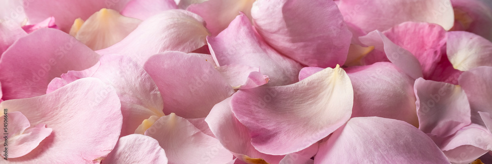 Close up view of petali di rose, floral background, romantic concept
