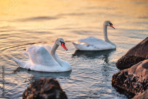 Obraz na plátně White swans