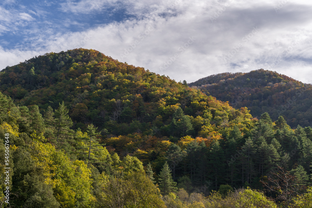 Scenic autumn season forest landscape view with colorful foliage in the lower Pyrenees mountains, Gincla, Aude, France