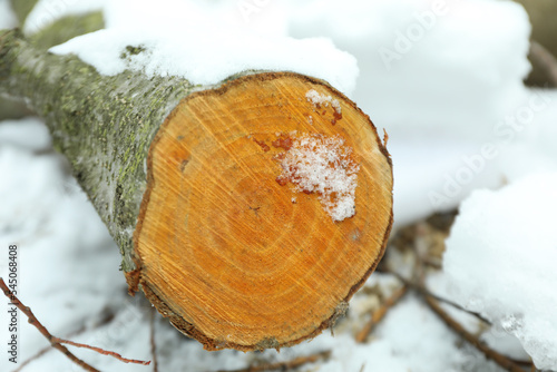 Log outdoor in winter season with snow