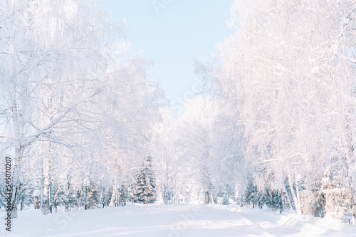 Winter alley with snowy trees under clear sky.