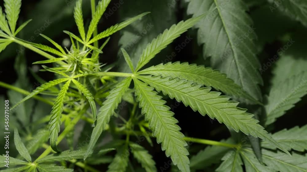 leaf plant hemp. cannabis marijuana close up leaf plant hemp. cannabis marijuana close up