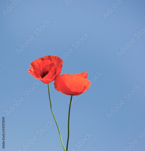 Two poppy flowers on a blue sky. Copy space for text. Scarlet red poppy. Memory. War.