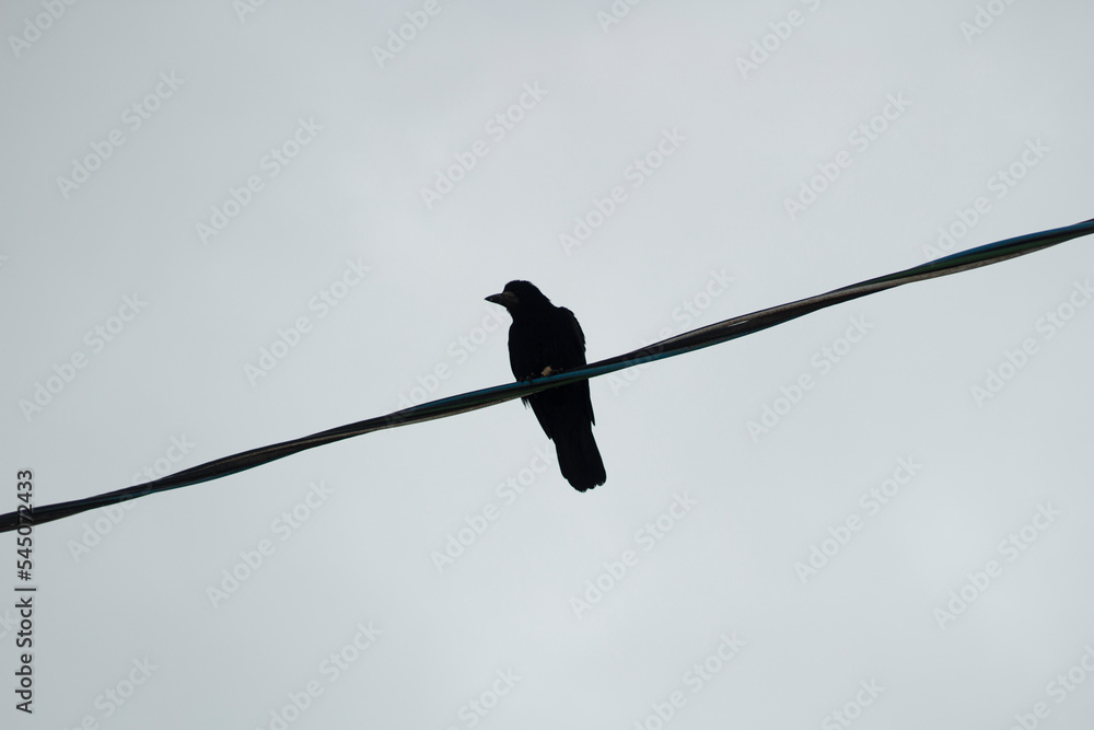 Silhouette of one bird sitting on wire. Bird in city. Wire against background of gray sky. Silhouette of one bird sitting on wire. Bird in city. Wire against background of gray sky.