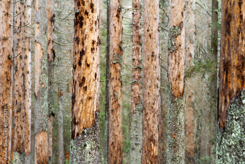 Tableau sur toile Spruce dead from bark beetle