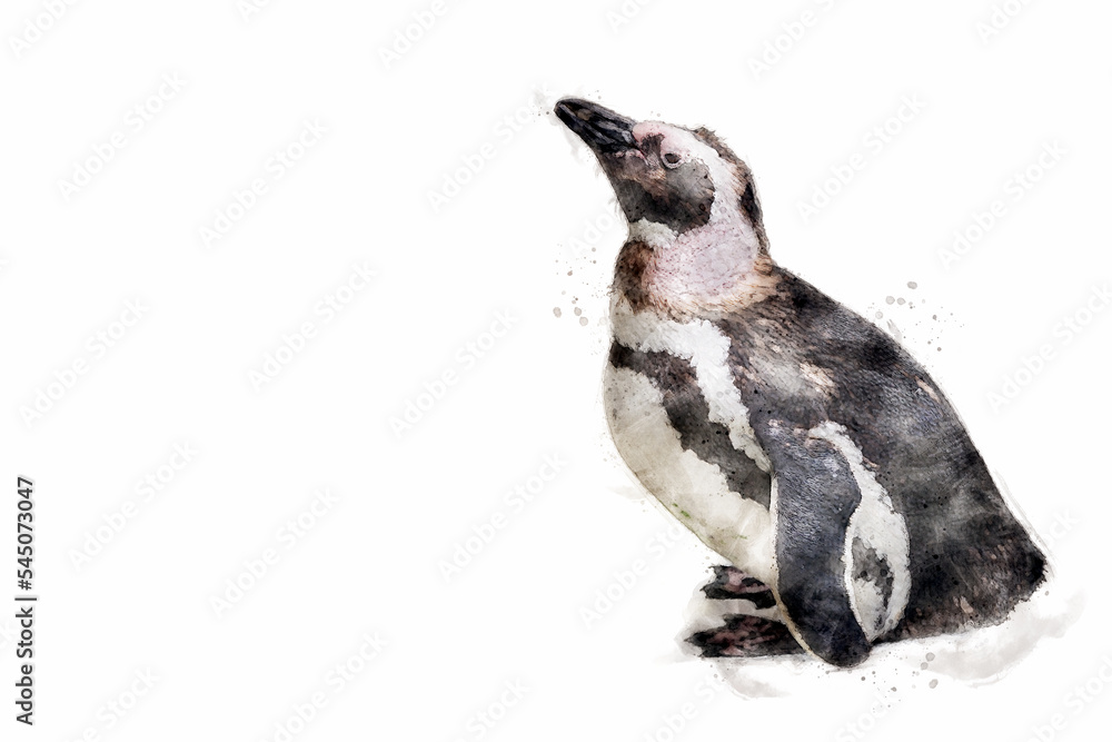 Fototapeta premium Magellanic penguin. Penguin isolated on white background with copy space, add your own text. Aquarelle, watercolor illustration.