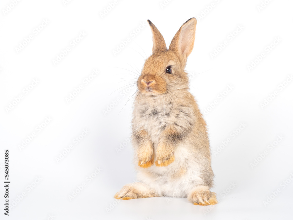 Obraz premium Baby brown rabbit standing on white background. Lovely action of young rabbit.