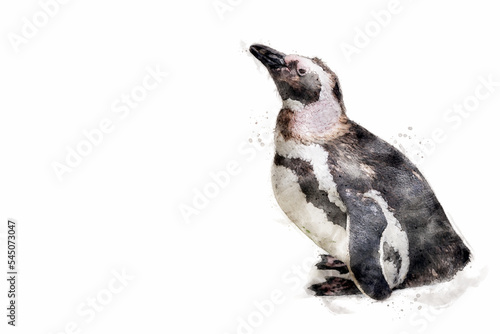Magellanic penguin. Penguin isolated on white background with copy space, add your own text. Aquarelle, watercolor illustration.