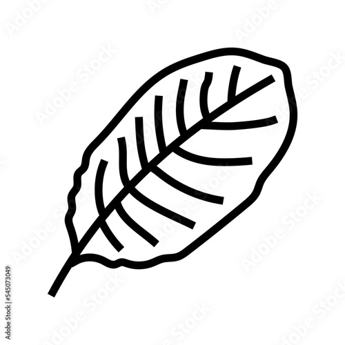 calathea tropical leaf line icon vector. calathea tropical leaf sign. isolated contour symbol black illustration