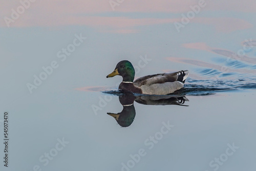 mallard duck swimming on lake with ripples 