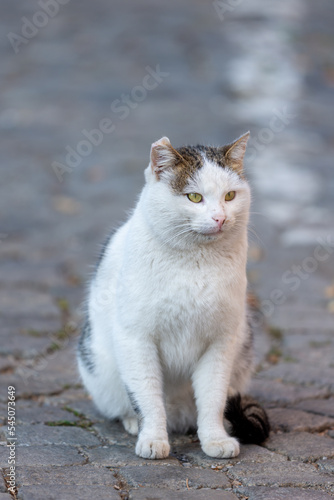 close up portrait of a cat