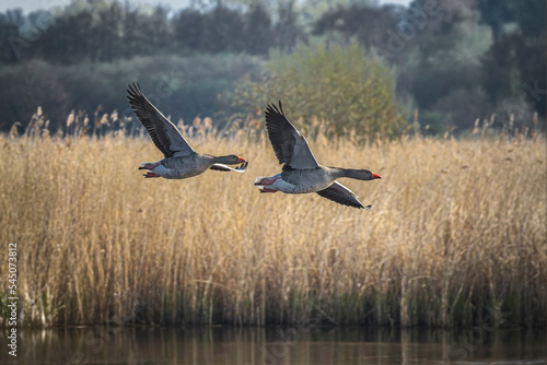 two greylag geese flying our lake 