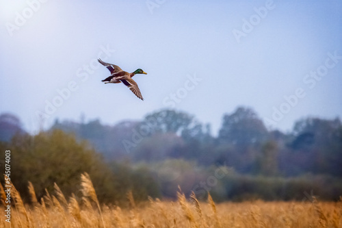 mallard in flight over reeds