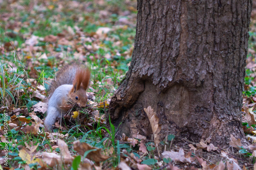 Red squirrel loads a nut in the park © Михаил Таратонов