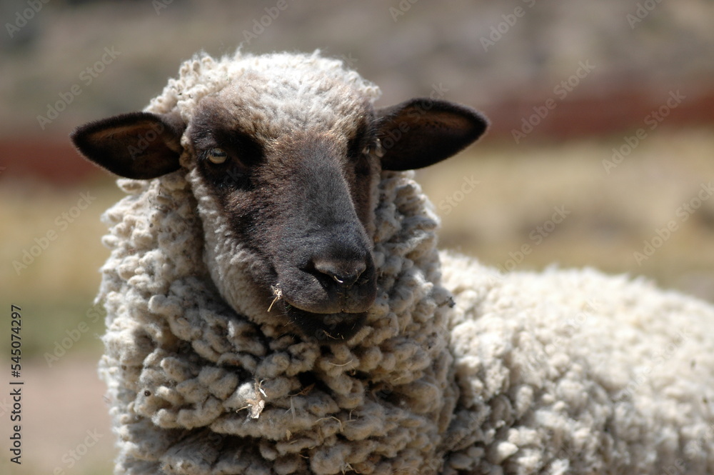Sheep poertrait wild animal black face white Wool