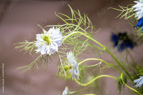 a bouquet of flowers as an element of decoration in the interior