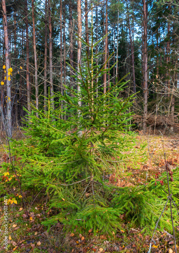 Young green symmetrical spruce in a mixed forest in autumn