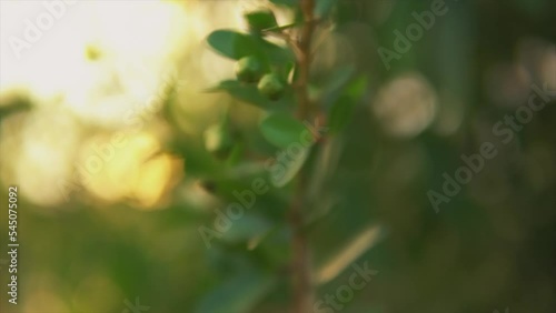 Wallpaper Mural Nature of green leaf in forest at summer.  Torontodigital.ca