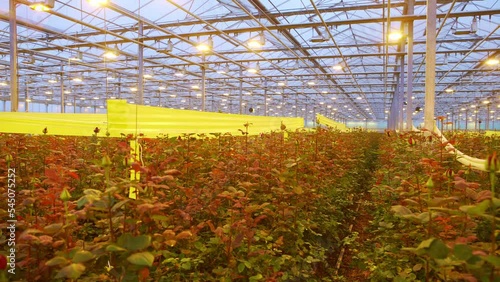 Production and cultivation flowers. Immense roses plantation.