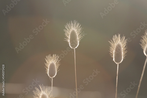 Timothy grass flower seed head Coastal New Zealand